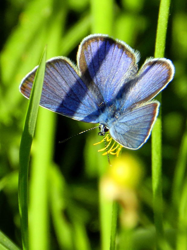 modráčik lesný  Polyommatus semiargus