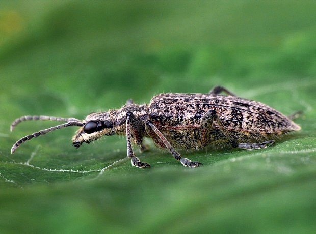 fuzáč korový Rhagium inquisitor Linnaeus, 1758