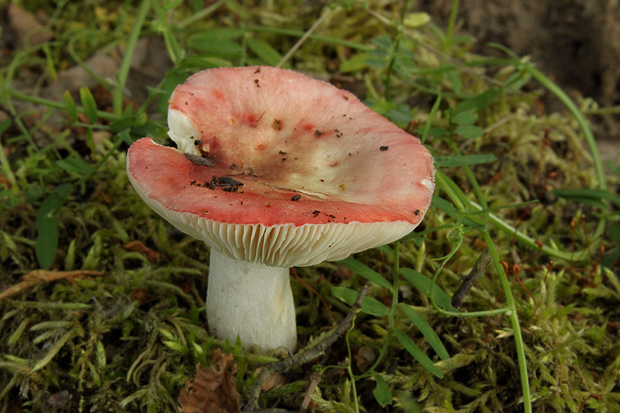 plávka parková Russula cf.exalbicans (Pers.) Melzer & Zvára