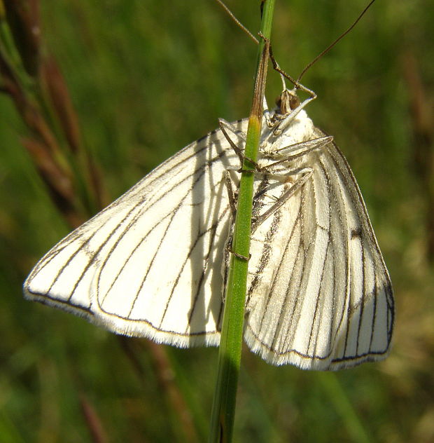 piadivka žilkovaná Siona lineata