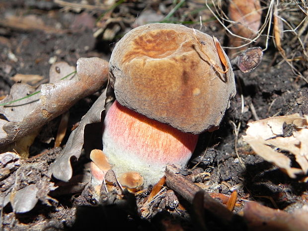 hríb zrnitohlúbikový Sutorius luridiformis (Rostk.) G. Wu & Zhu L. Yang