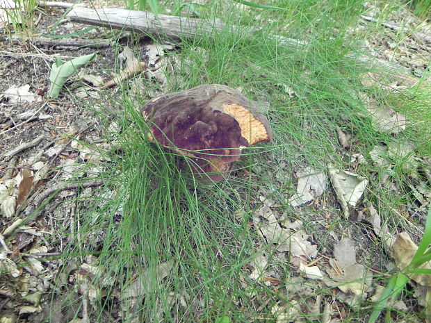 hríb zrnitohlúbikový Sutorius luridiformis (Rostk.) G. Wu & Zhu L. Yang