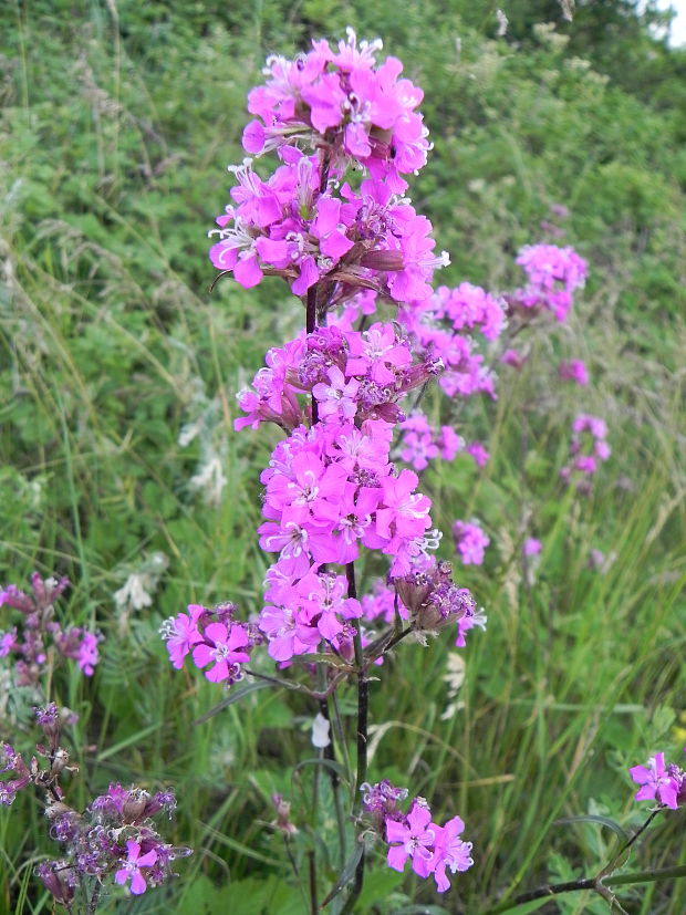 smolnička obyčajná (steris viscaria)