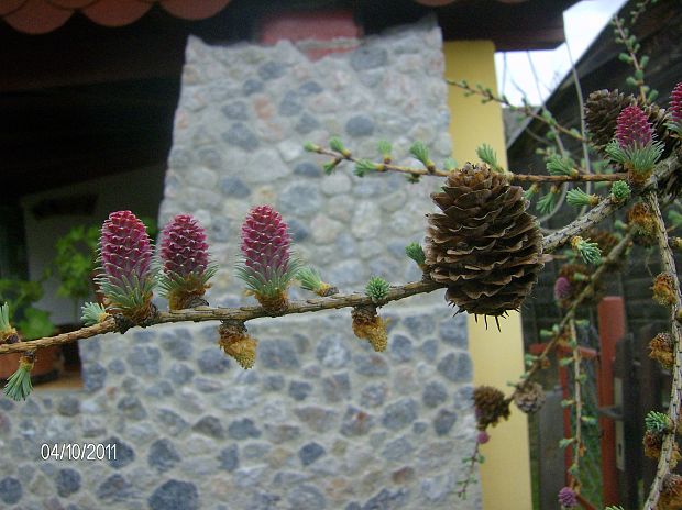 smrekovec japonský (larix kaempferi)