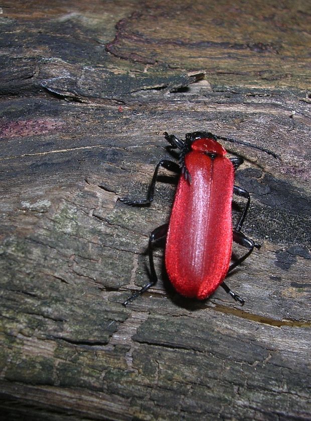 červenáčik ohnivý (Pyrochroa coccinea)