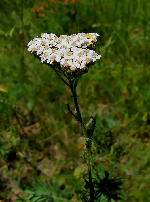 rebríček Achillea sp.