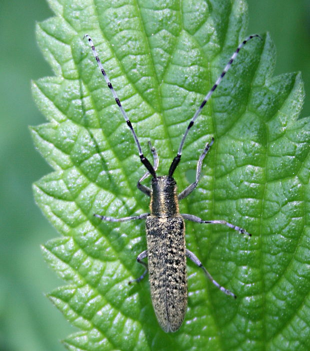 vrzúnik úzkoštítý Agapanthia villosoviridescens