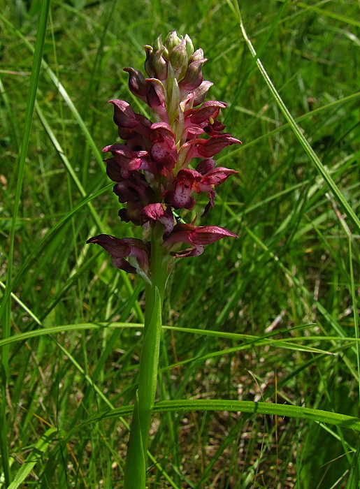 červenohlav ploštičný Anacamptis coriophora (L.) R. M. Bateman, A. M. Pringeon & M. W. Chase