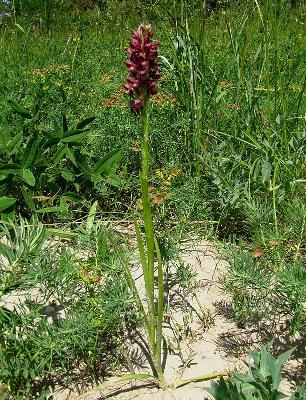 červenohlav ploštičný Anacamptis coriophora (L.) R. M. Bateman, A. M. Pringeon & M. W. Chase