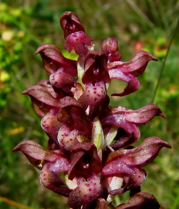 červenohlav ploštičný Anacamptis coriophora (L.) R. M. Bateman, A. M. Pringeon & M. W. Chase