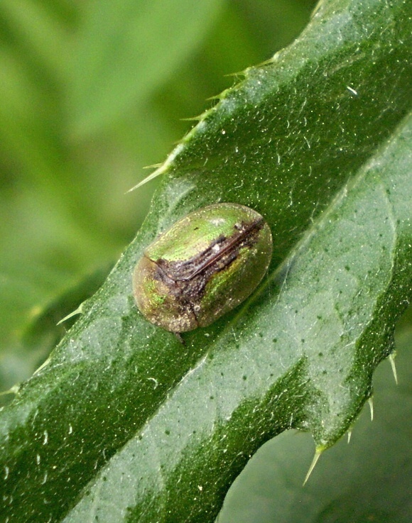 štítnatec  Cassida vibex