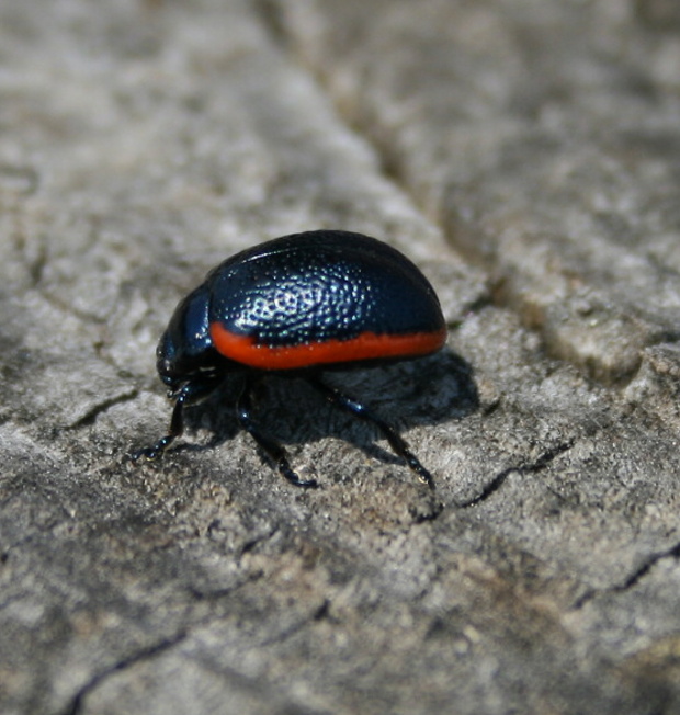 lískavka Chrysolina sanguinolenta