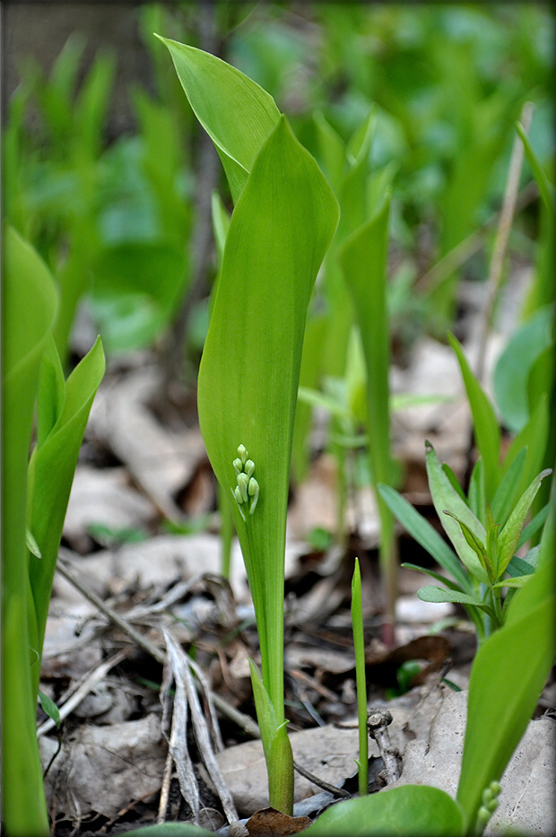 konvalinka voňavá Convallaria majalis L.