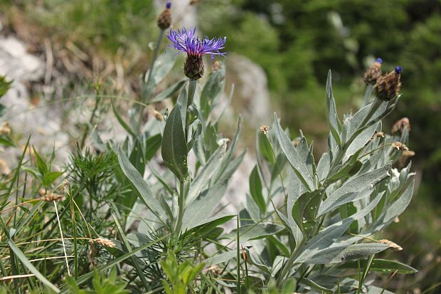 nevädza horská Cyanus montanus (L.) Mill.