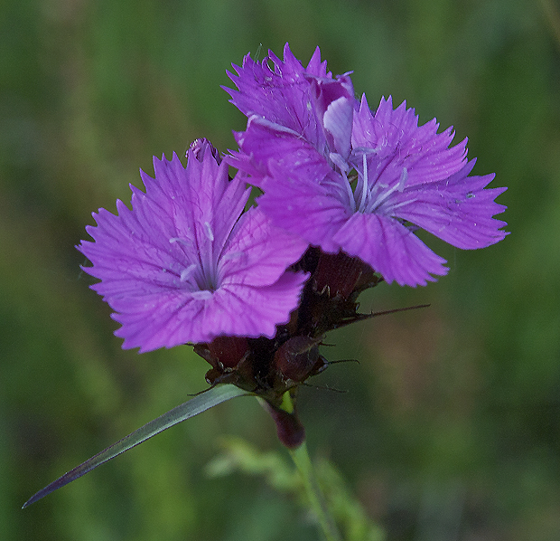 klinček kartuziánsky Dianthus carthusianorum L.