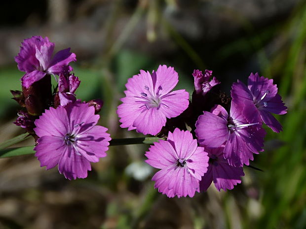 klinček kartuziánsky Dianthus carthusianorum L.