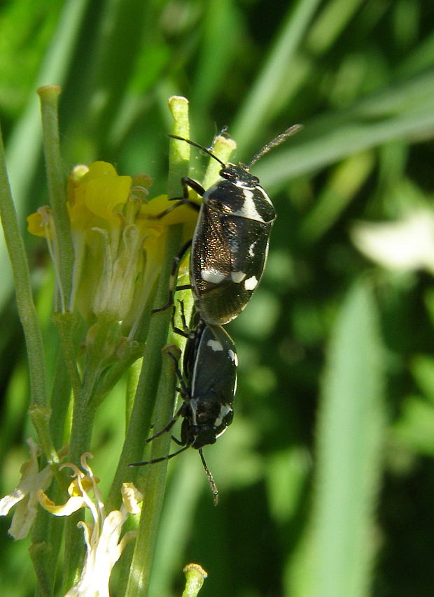 bzdocha  Eurydema oleracea