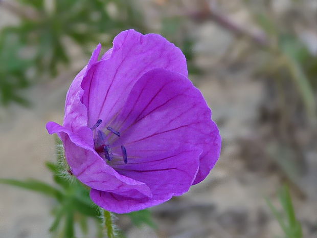 pakost krvavý Geranium sanguineum L.