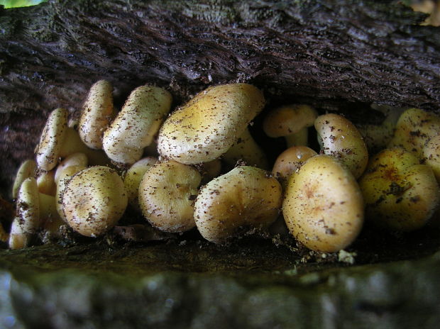 strapcovka zväzkovitá Hypholoma fasciculare (Huds.) P. Kumm.