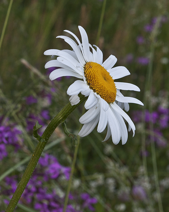 margaréta biela Leucanthemum vulgare Lam.