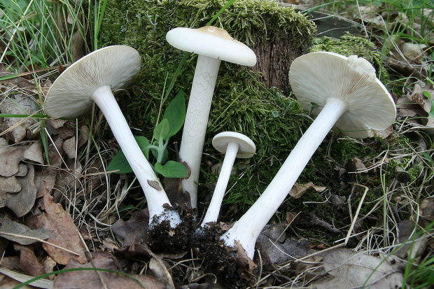 tmavuľka bledá Melanoleuca strictipes (P. Karst.) Jul. Schäff.