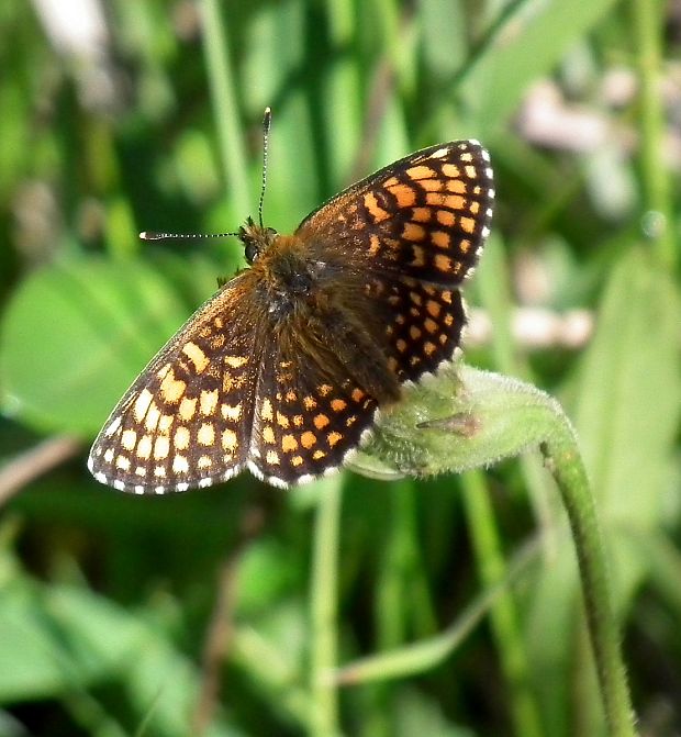 hnedáčik skorocelový  Melitaea athalia