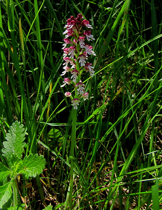 neotinea počerná pravá Neotinea ustulata subsp. ustulata (L.) R. M. Bateman, A. M. Pridgeon et M. W. Chase