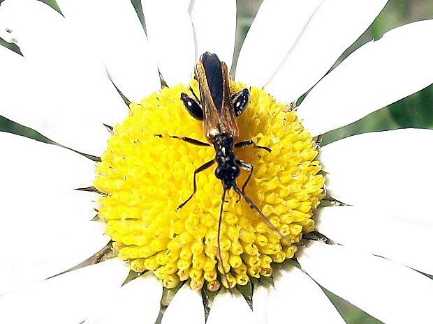 stehenáč  Oedemera femorata