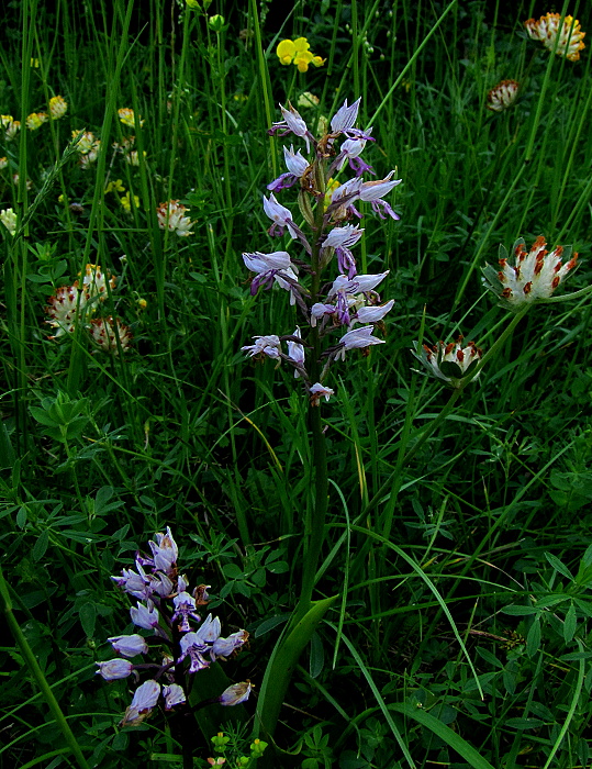 vstavač vojenský Orchis militaris L.