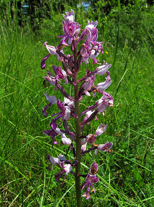 vstavač vojenský Orchis militaris L.