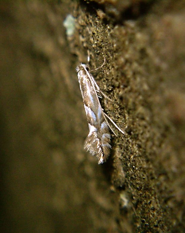 ploskáčik bukový Phyllonorycter maestingella