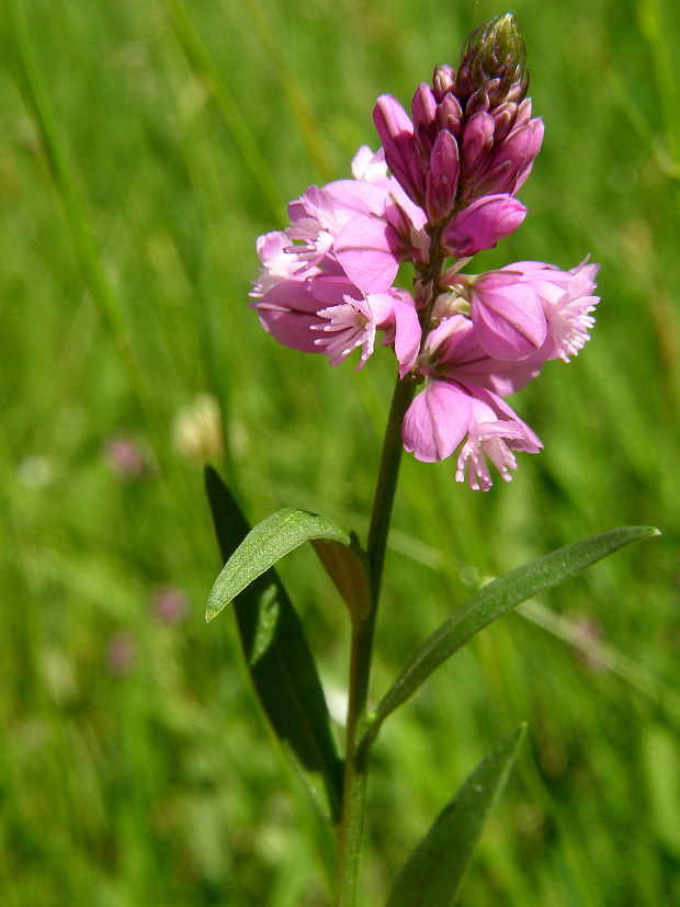 horčinka väčšia Polygala major Jacq.