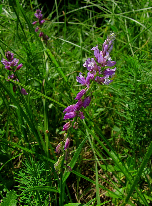 horčinka väčšia Polygala major Jacq.