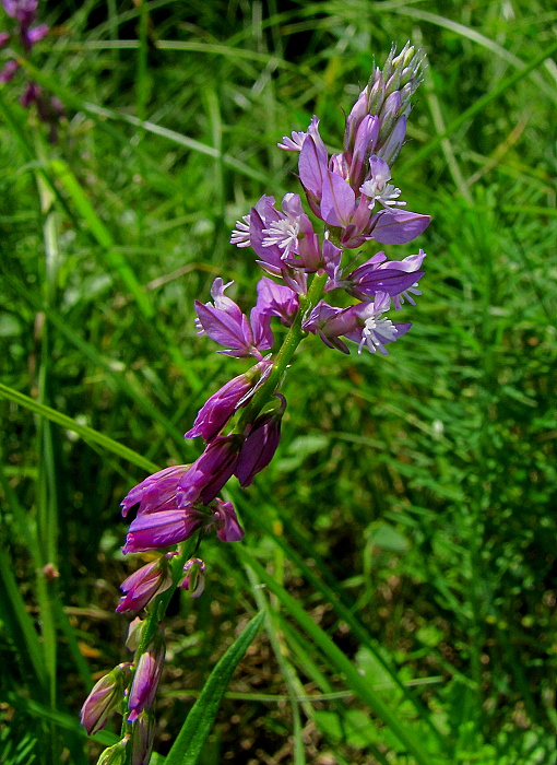 horčinka väčšia Polygala major Jacq.