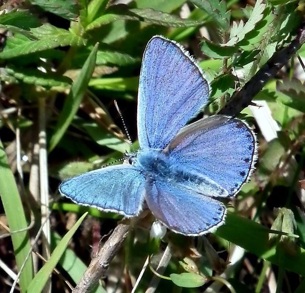 modráčik ďatelinový  Polyommatus bellargus Rottemburg, 1775