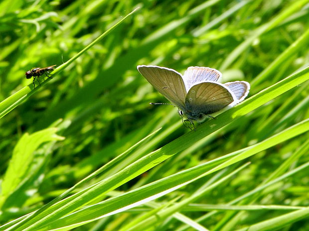 modráčik lesný Polyommatus semiargus