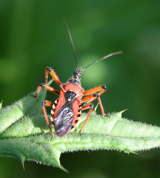 zákernica červená Rhynocoris iracundus