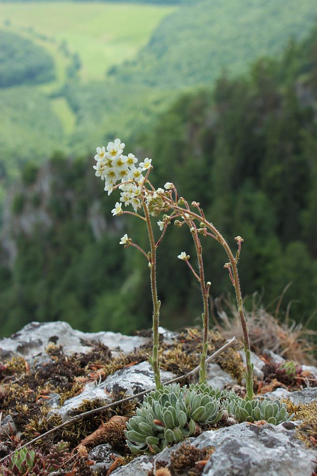 lomikameň metlinatý Saxifraga paniculata Mill.