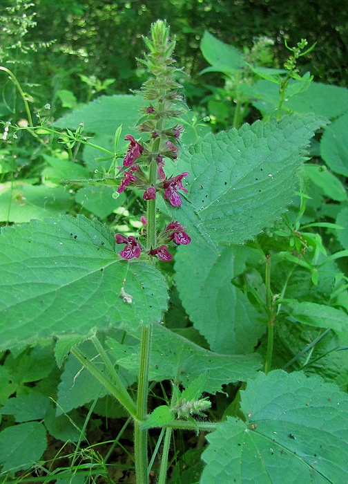 čistec lesný Stachys sylvatica L.