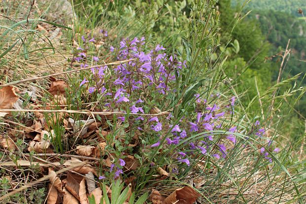 dúška vajcovitá Thymus pulegioides L.