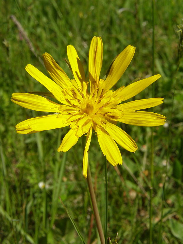 kozobrada lúčna Tragopogon pratensis L.