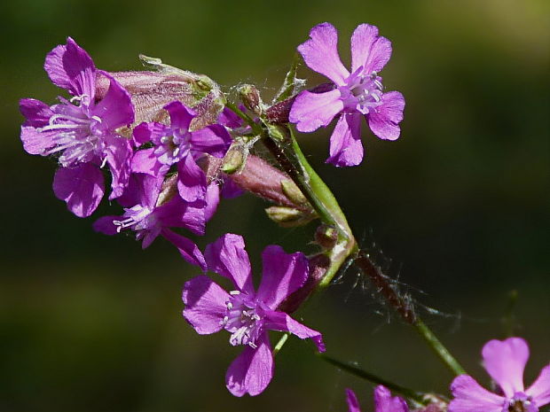 smolnička obyčajná Viscaria vulgaris