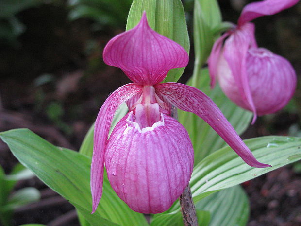 črievičník cypripedium