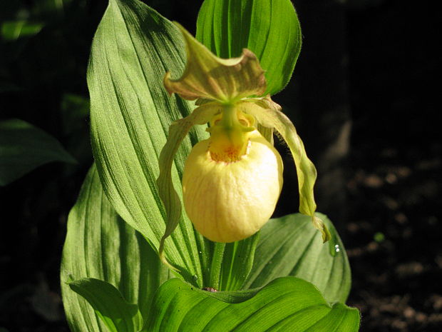 črievičník  cypripedium