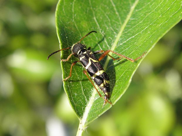 clytus arietis.