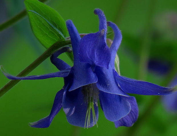 orlíček obyčajný Aquilegia vulgaris L.