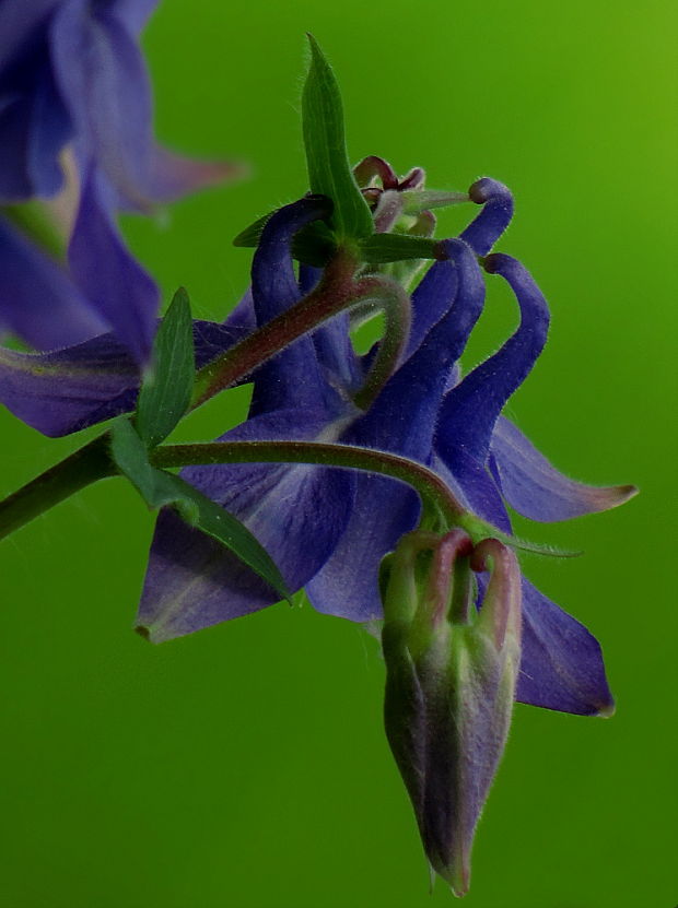 orlíček obyčajný Aquilegia vulgaris L.