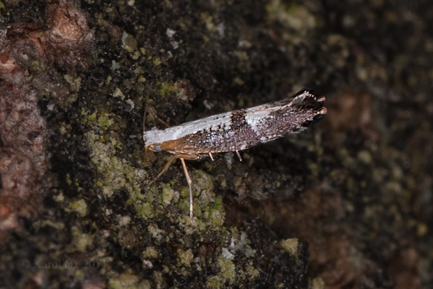 priadzovček krovinový Argyresthia spinosella