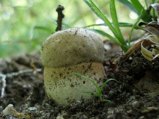 hríb dubový Boletus reticulatus Schaeff.