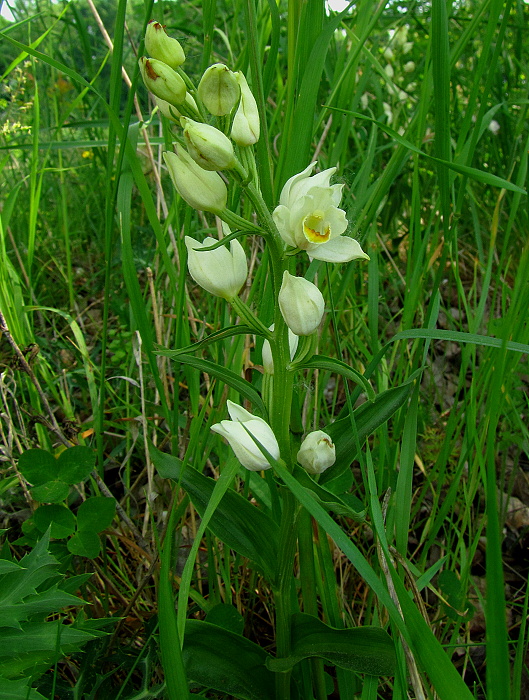 prilbovka biela Cephalanthera damasonium (Mill.) Druce